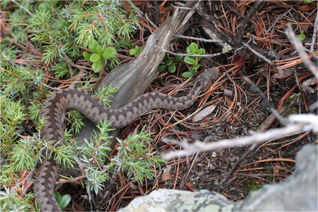 vipera berus